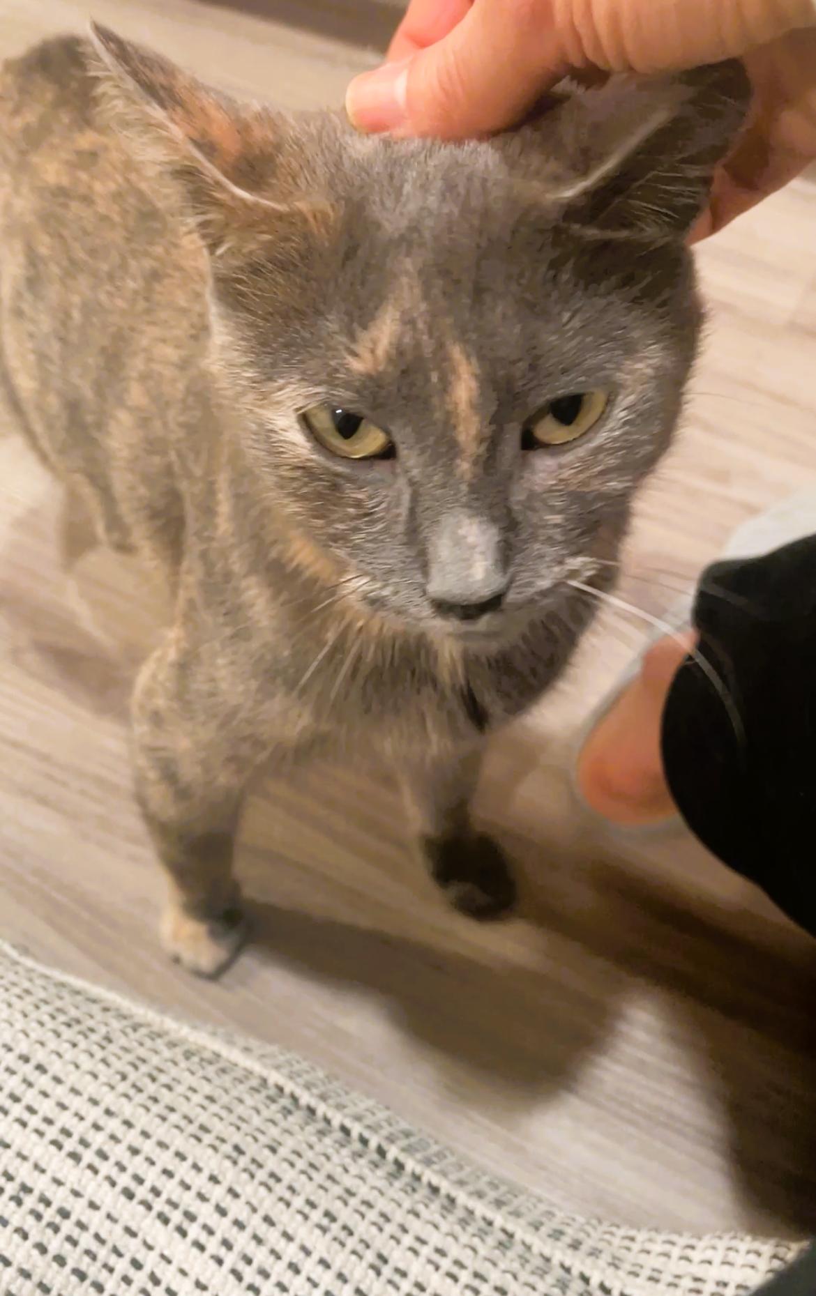 Enlarge Mizzy, an adopted Domestic Short Hair in South Ozone Park, NY image 5/6