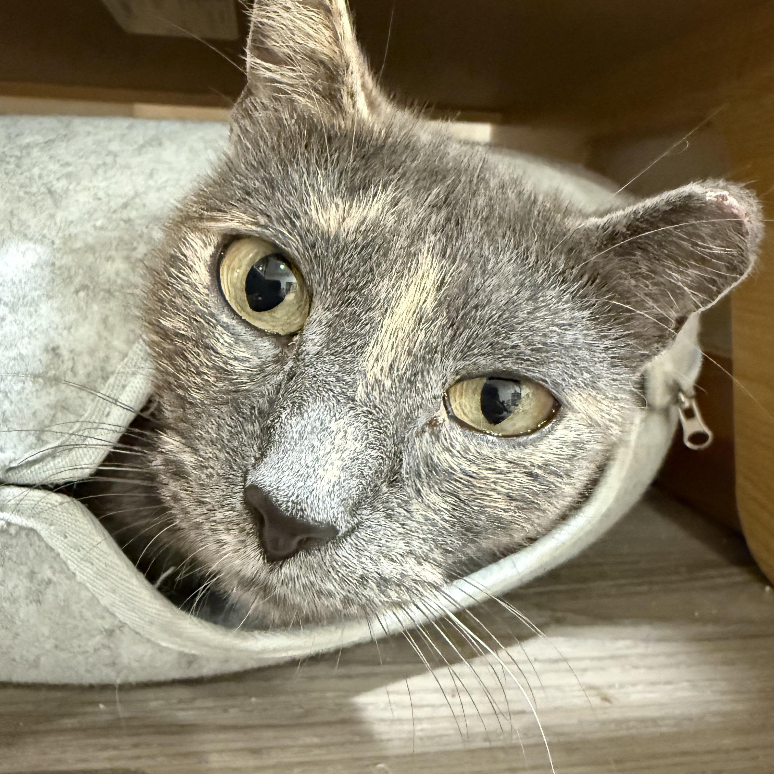 Enlarge Mizzy, an adopted Domestic Short Hair in South Ozone Park, NY image 2/6