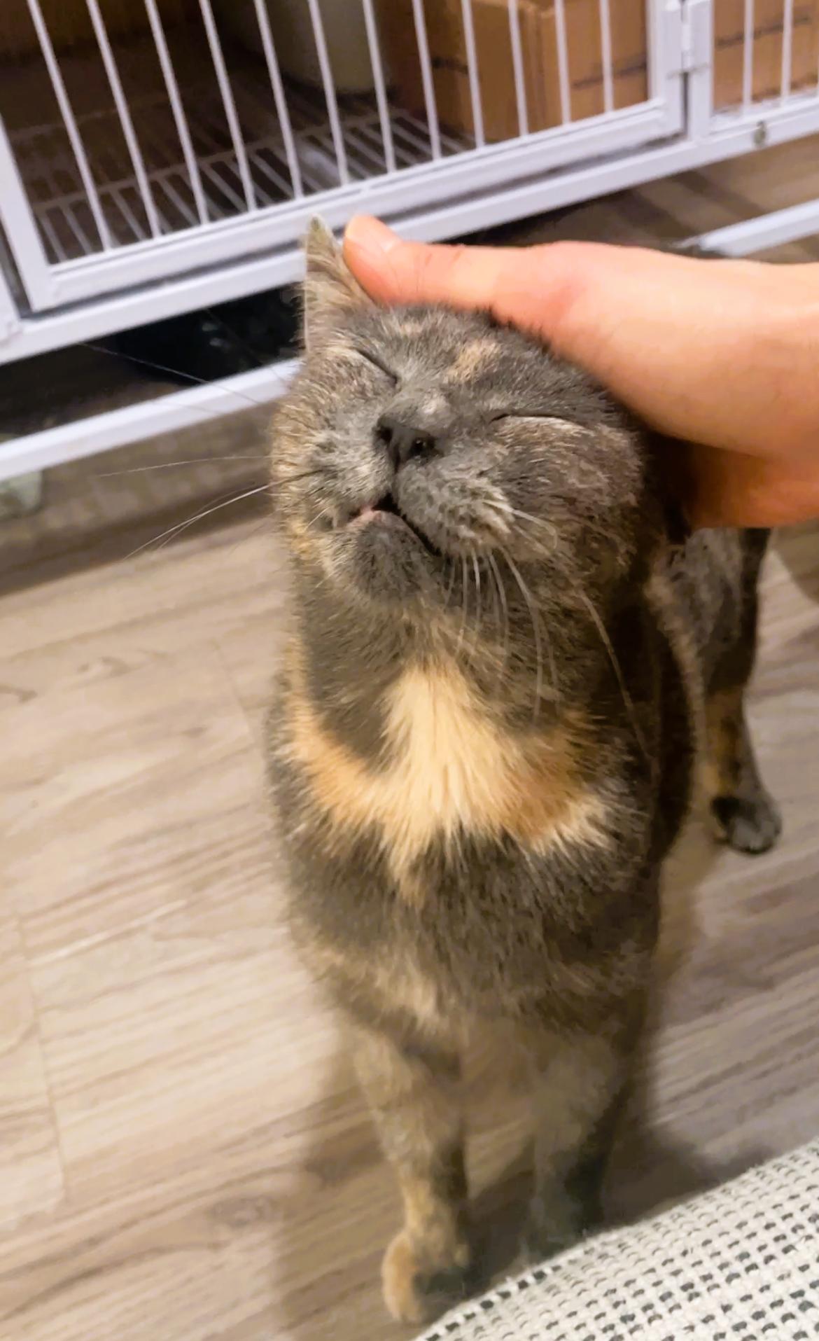 Enlarge Mizzy, an adopted Domestic Short Hair in South Ozone Park, NY image 4/6