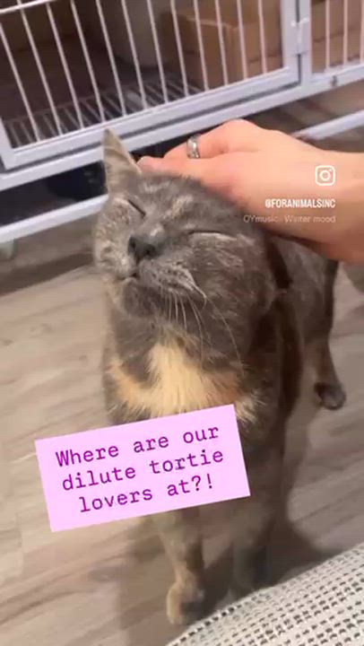 Enlarge Mizzy, an adopted Domestic Short Hair in South Ozone Park, NY video 6/6