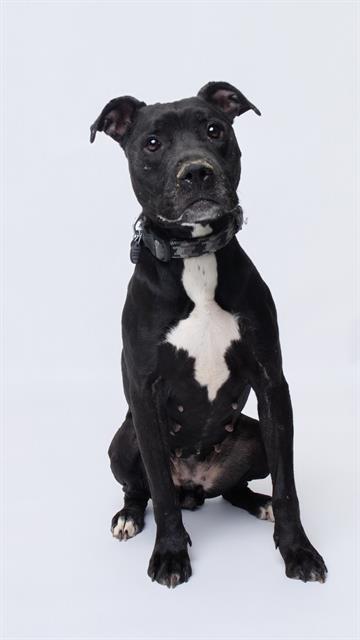 Enlarge TAPIR, a Adoptable Pit Bull Terrier in Upper Marlboro, MD image 1/1