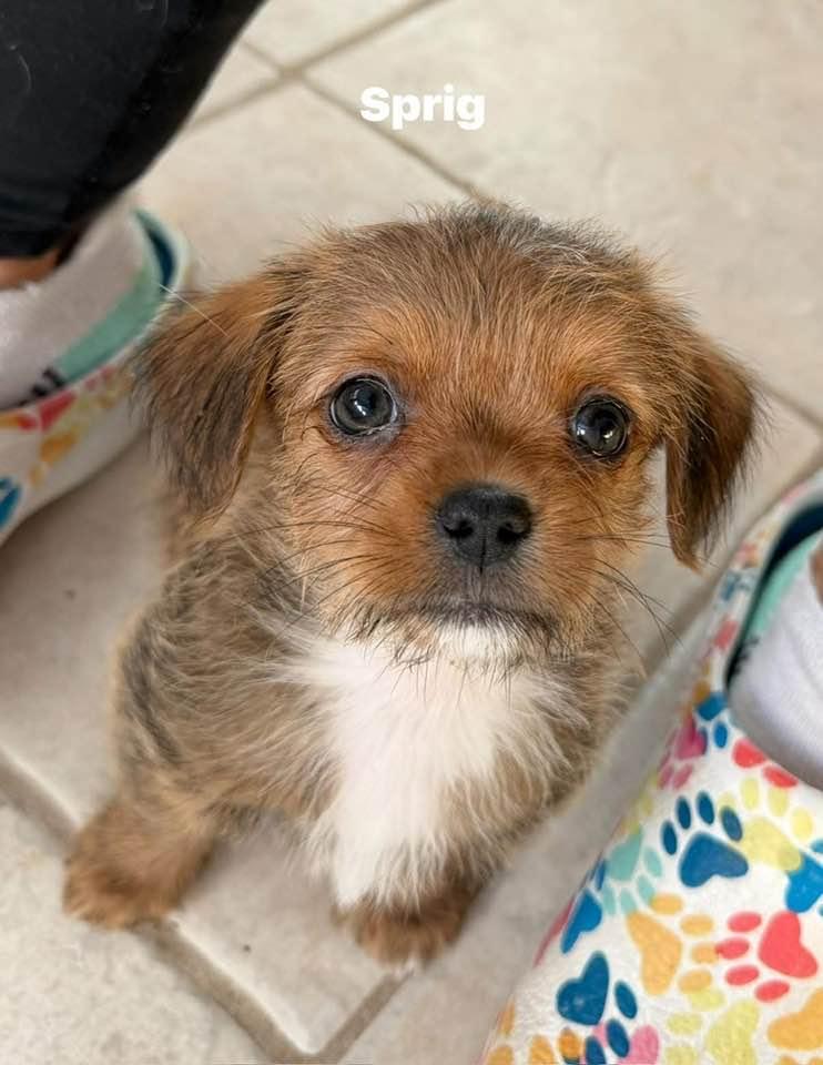 Sprig, Adoptable, Puppy Female Shih Tzu & Dachshund.