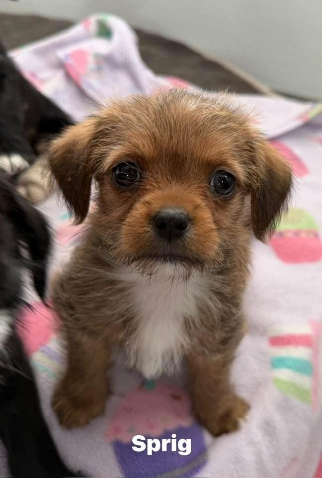 Enlarge Sprig, a Adoptable mixed breed in Phoenix, AZ image 2/3