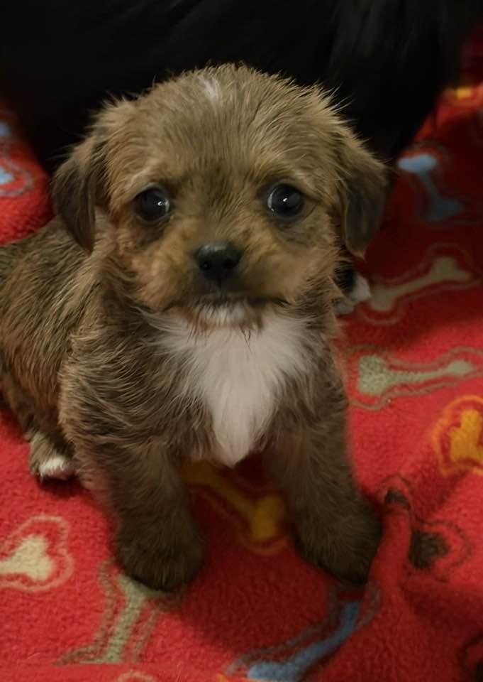 Enlarge Sprig, a Adoptable mixed breed in Phoenix, AZ image 3/3