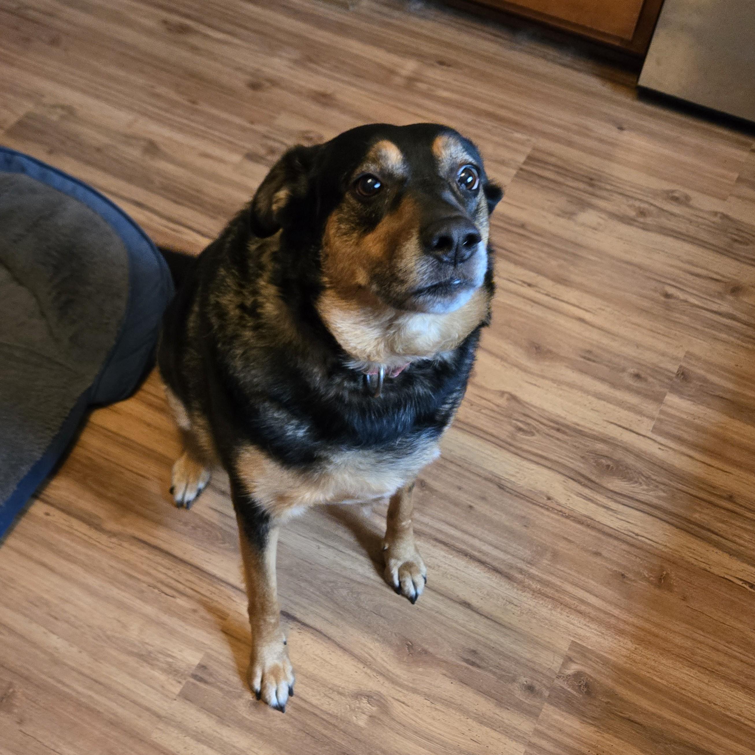 Enlarge Daisy Courtesy Listed, a ADOPTABLE mixed breed in Midland, MI image 1/2