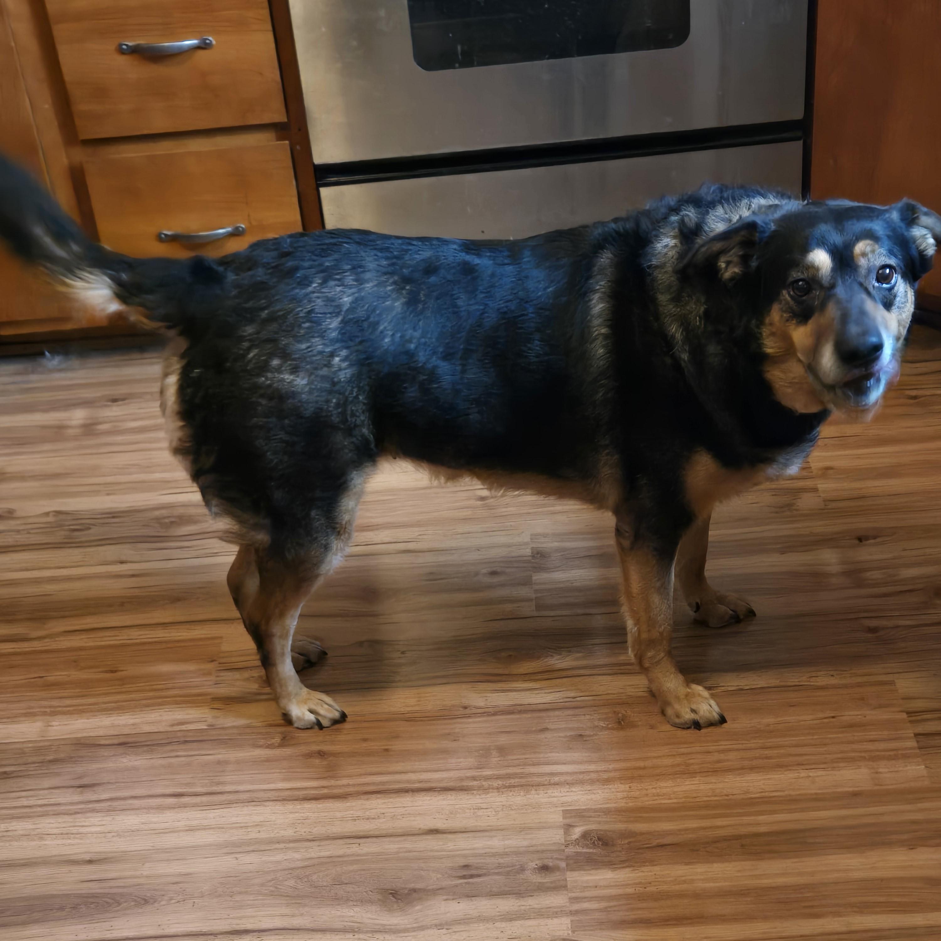 Enlarge Daisy Courtesy Listed, a ADOPTABLE mixed breed in Midland, MI image 2/2