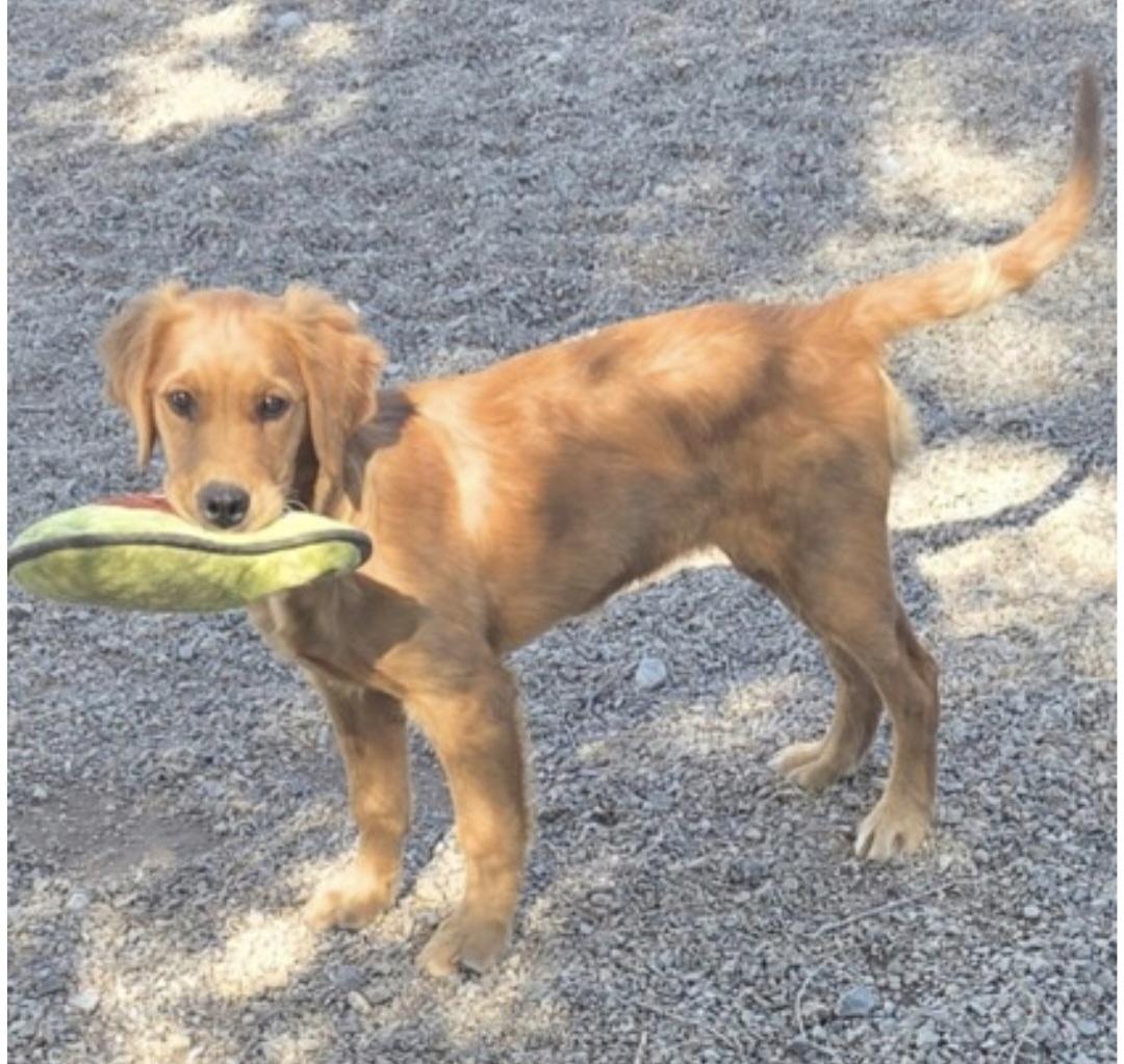 Enlarge Maggie, an adopted Golden Retriever in Salt Lake City, UT image 3/3