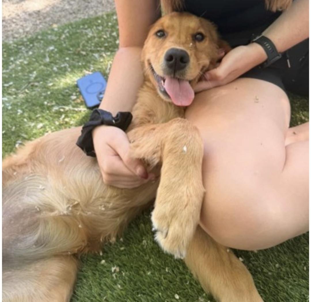 Enlarge Maggie, an adopted Golden Retriever in Salt Lake City, UT image 1/3