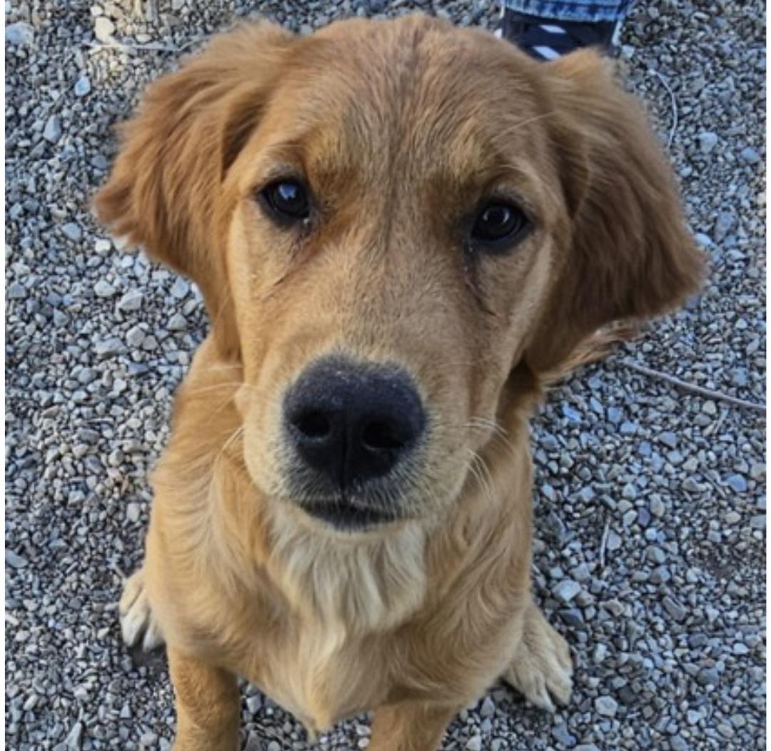 Enlarge Maggie, an adopted Golden Retriever in Salt Lake City, UT image 2/3