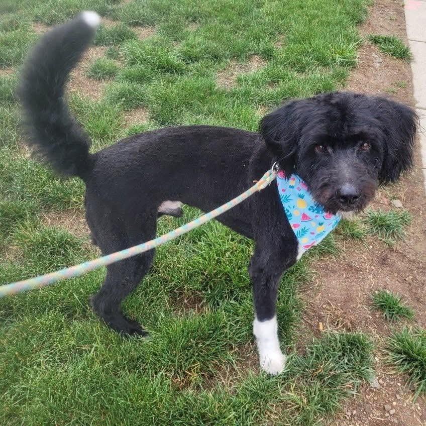 ATTICUS, an adoptable Bernedoodle in Hamilton, NJ, 08619 | Photo Image 5