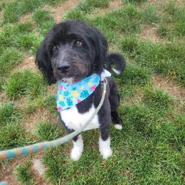 ATTICUS, an adoptable Bernedoodle in Hamilton, NJ, 08619 | Photo Image 1