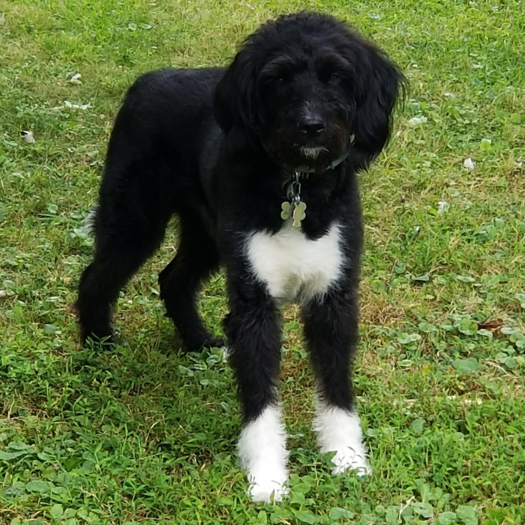 ATTICUS, an adoptable Bernedoodle in Hamilton, NJ, 08619 | Photo Image 3