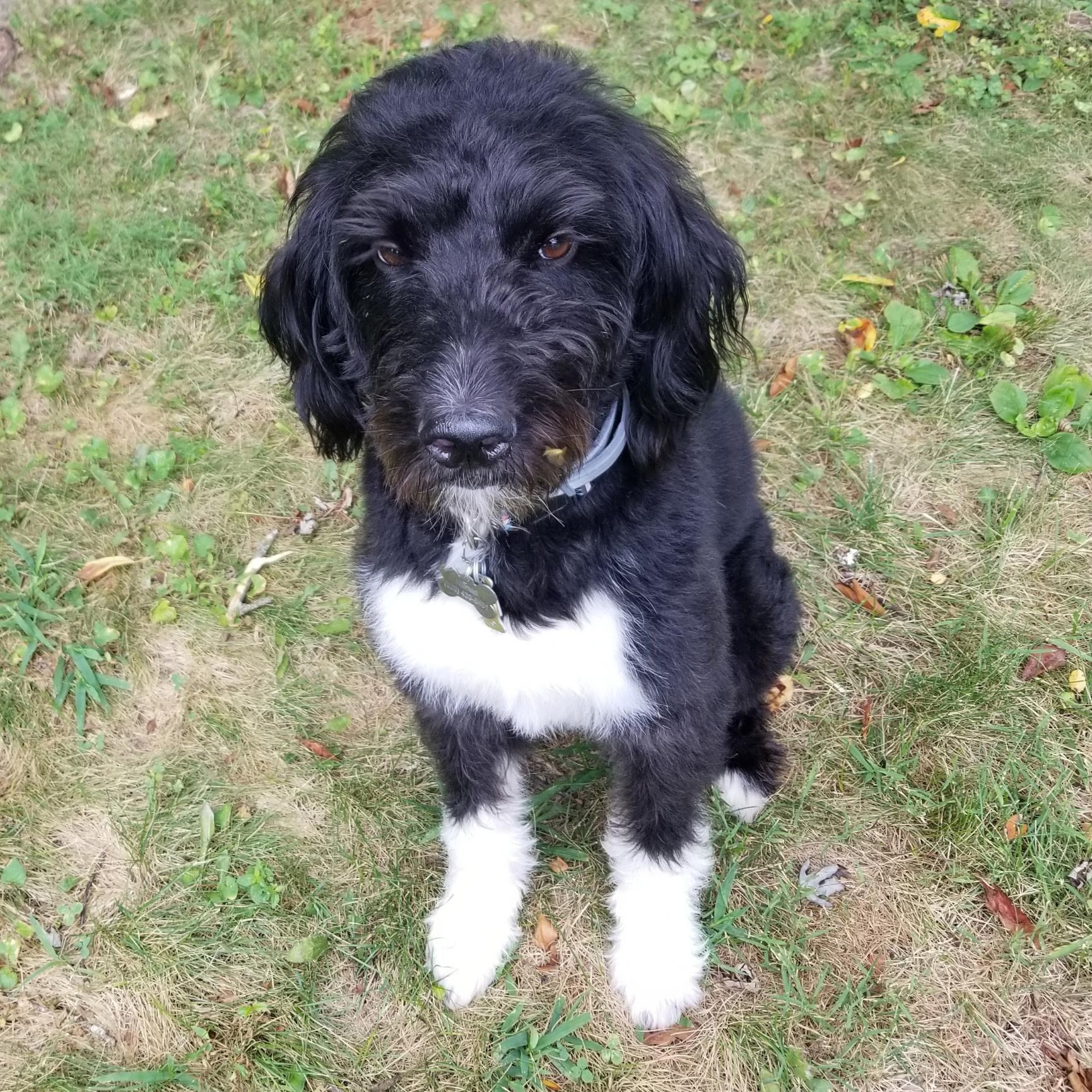 ATTICUS, an adoptable Bernedoodle in Hamilton, NJ, 08619 | Photo Image 2