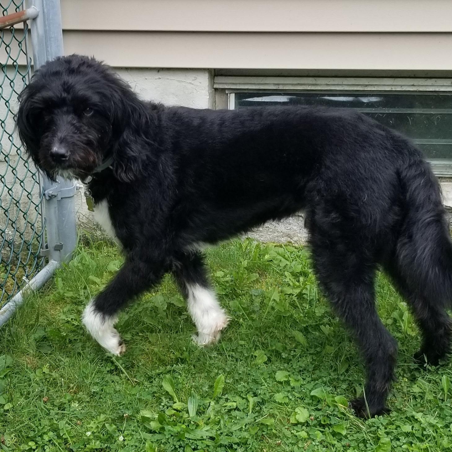 ATTICUS, an adoptable Bernedoodle in Hamilton, NJ, 08619 | Photo Image 4