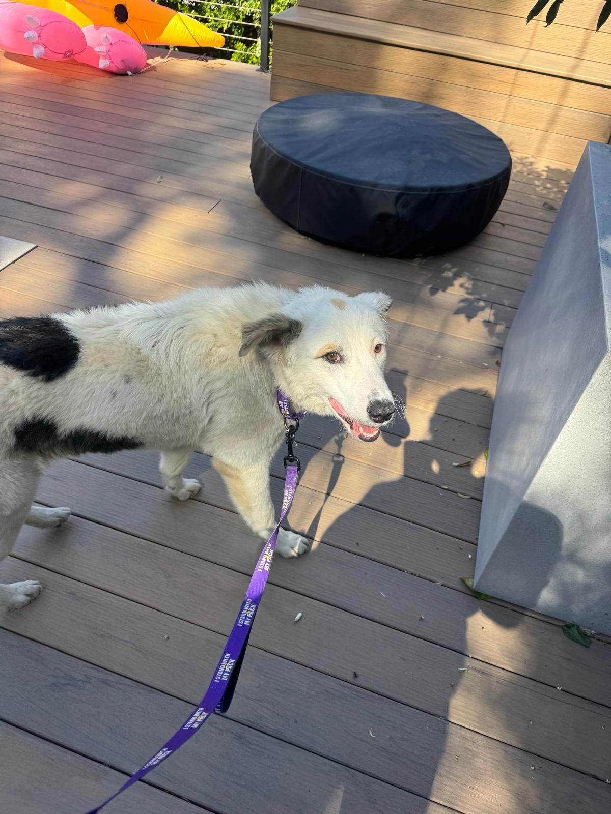 Enlarge Wendy, a ADOPTABLE Great Pyrenees in Los Angeles, CA image 2/6