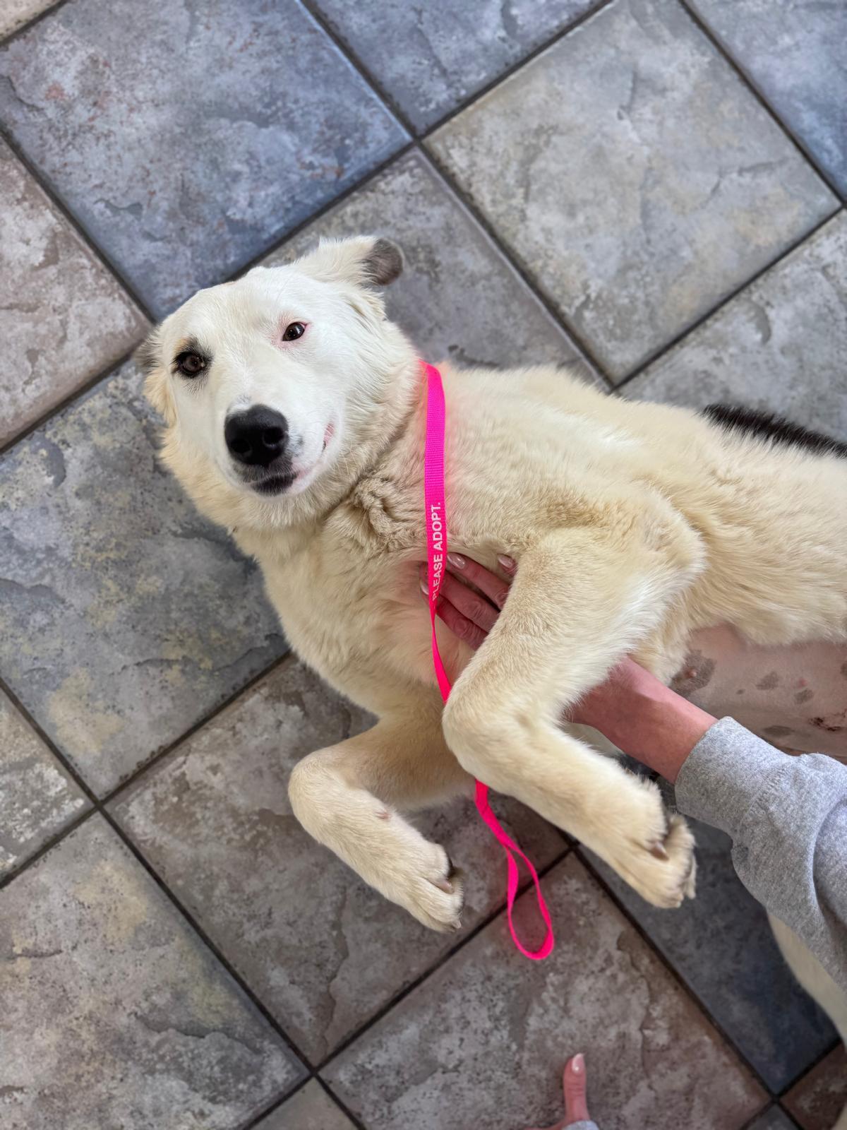 Enlarge Wendy, a ADOPTABLE Great Pyrenees in Los Angeles, CA image 3/6