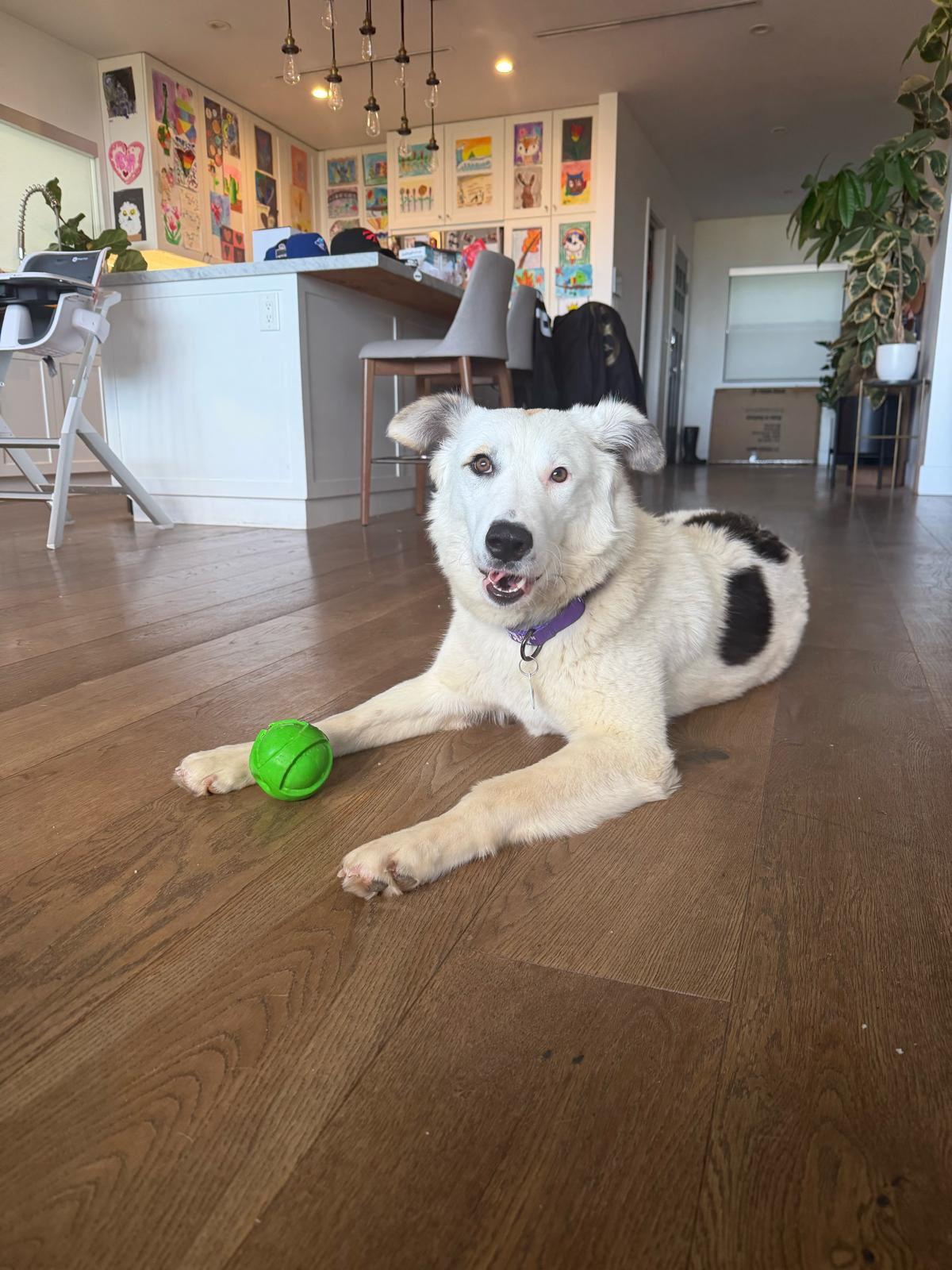 Wendy, ADOPTABLE, Young Female Great Pyrenees.