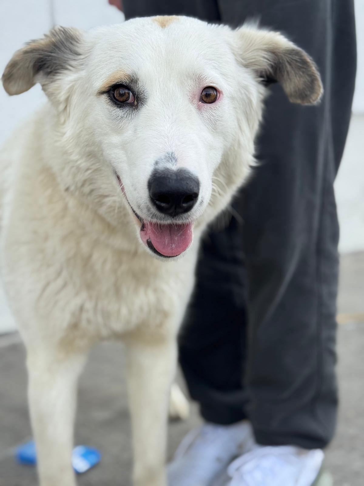 Enlarge Wendy, a ADOPTABLE Great Pyrenees in Los Angeles, CA image 5/6