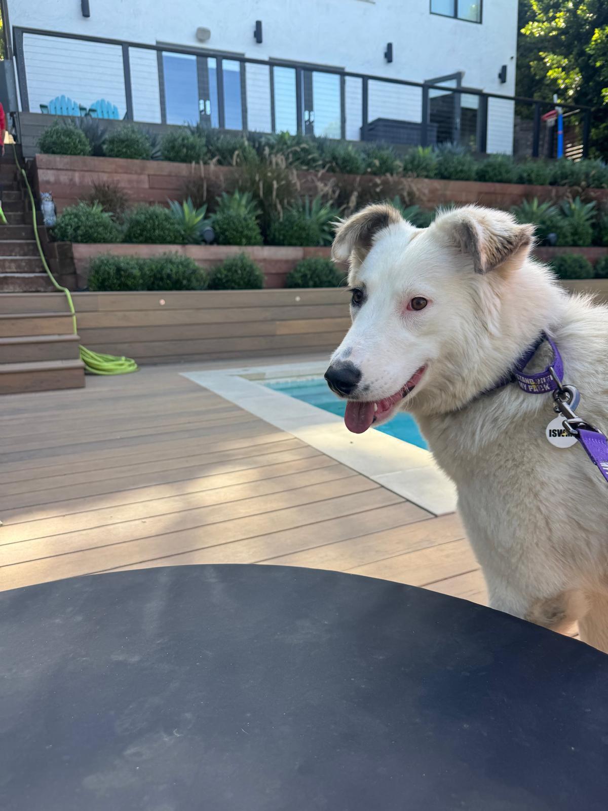 Enlarge Wendy, a ADOPTABLE Great Pyrenees in Los Angeles, CA image 4/6