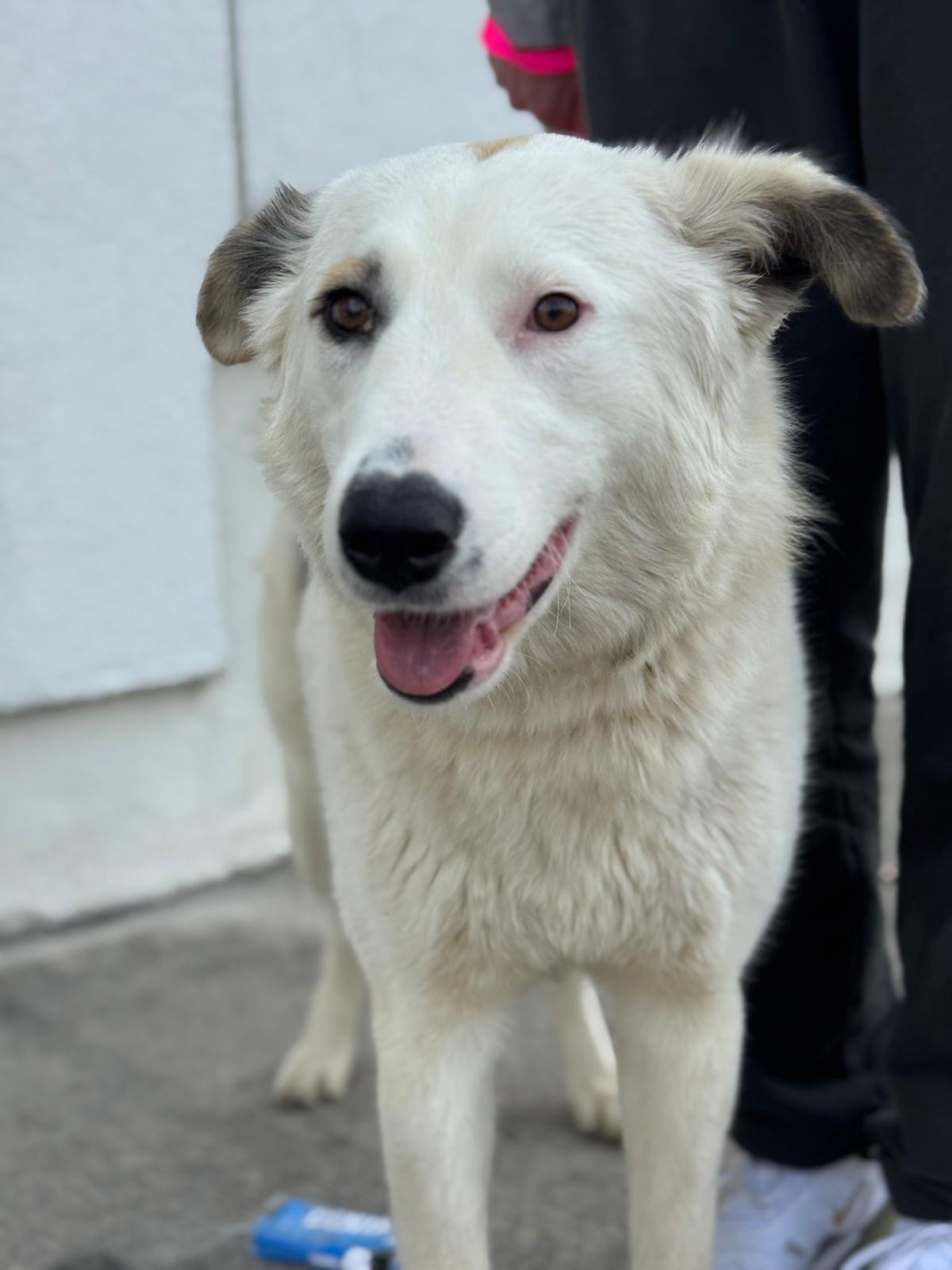 Enlarge Wendy, a ADOPTABLE Great Pyrenees in Los Angeles, CA image 6/6