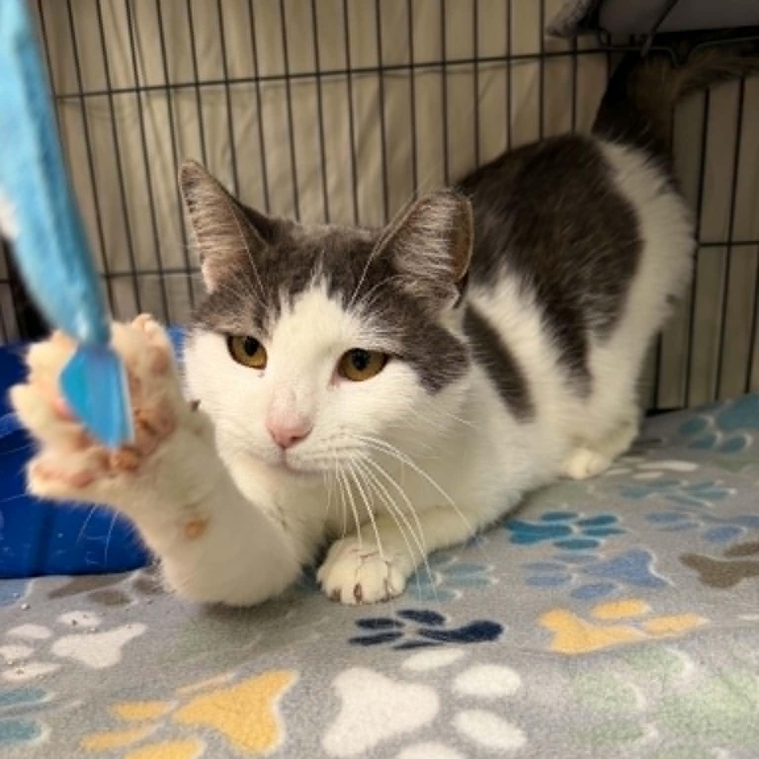 Enlarge Cosmo, a ADOPTABLE Domestic Short Hair in Martinsville, IN image 2/4