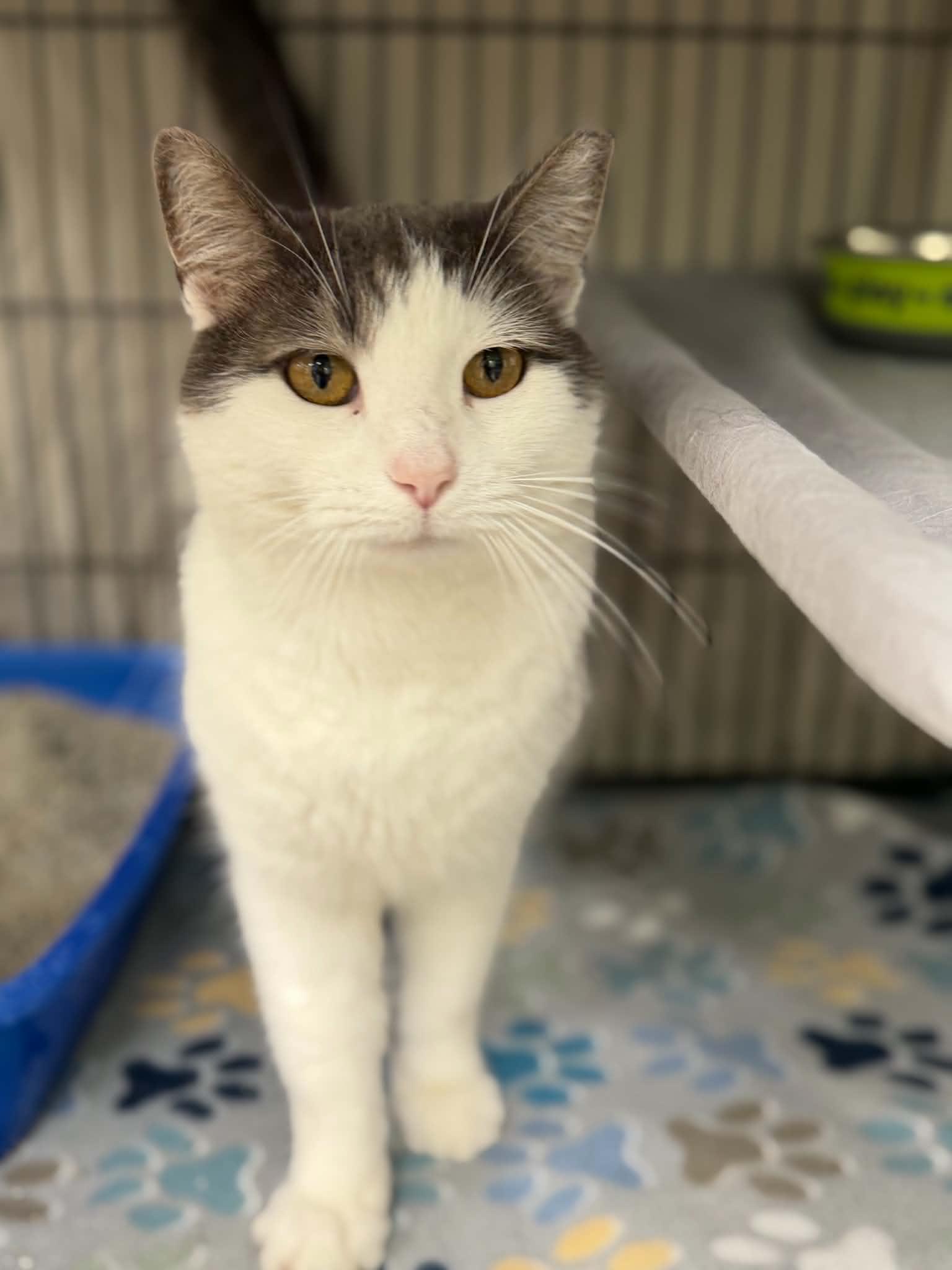 Cosmo, ADOPTABLE, Adult Male Domestic Short Hair.