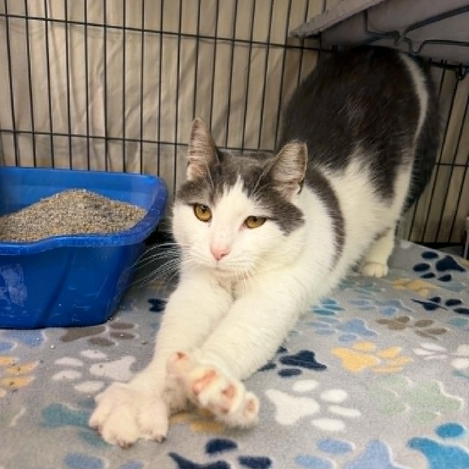 Enlarge Cosmo, a ADOPTABLE Domestic Short Hair in Martinsville, IN image 3/4