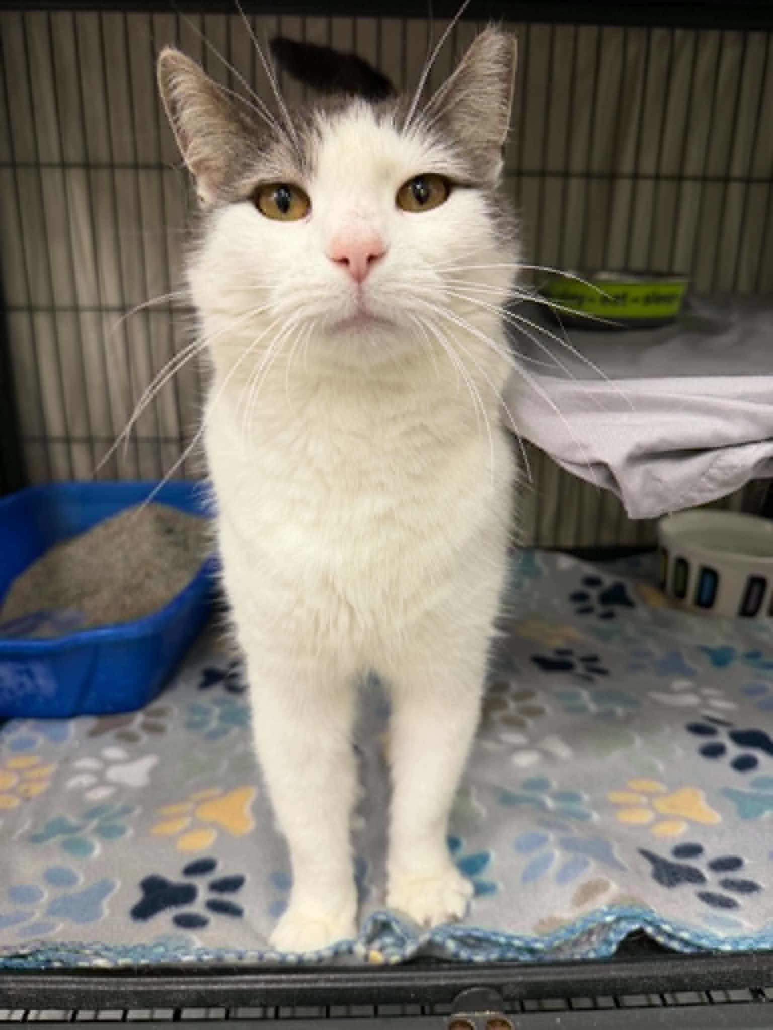 Enlarge Cosmo, a ADOPTABLE Domestic Short Hair in Martinsville, IN image 4/4