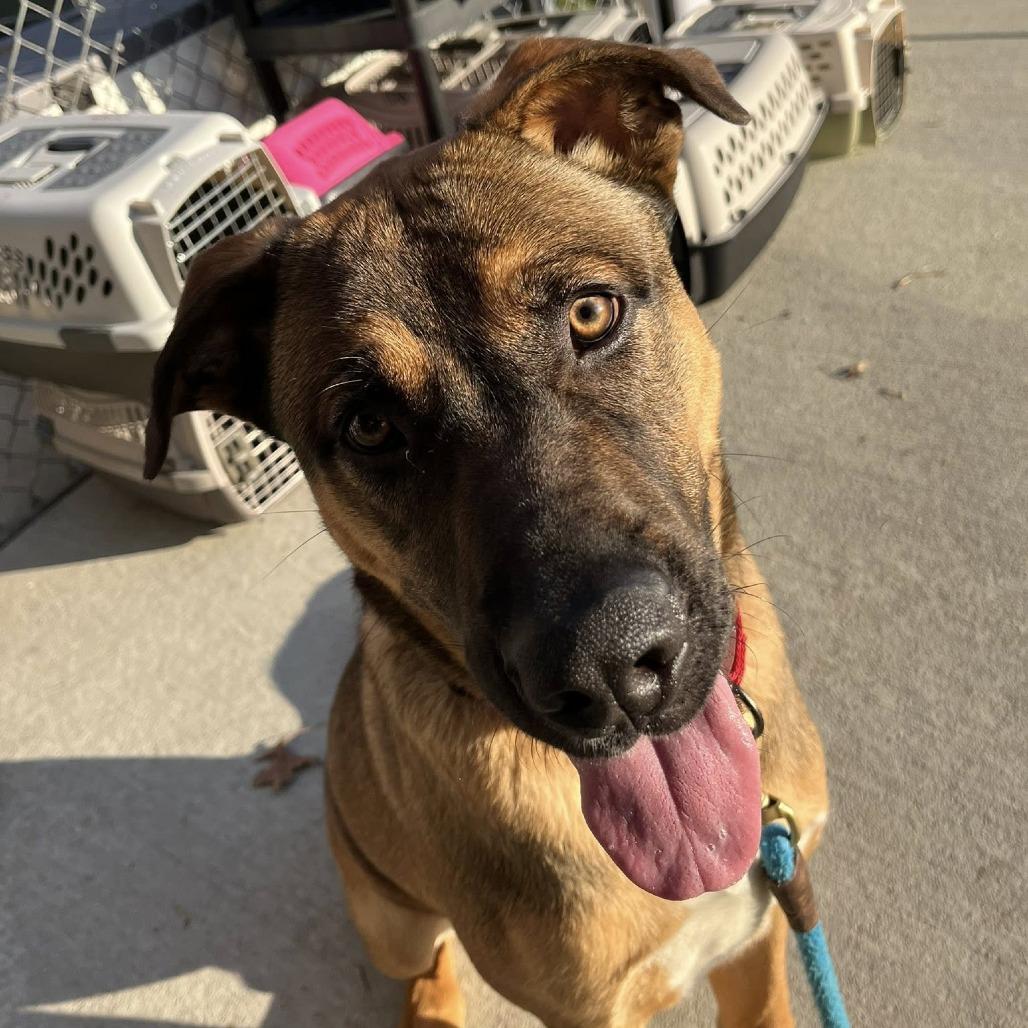 Dasher, Adoptable, Young Male Shepherd.