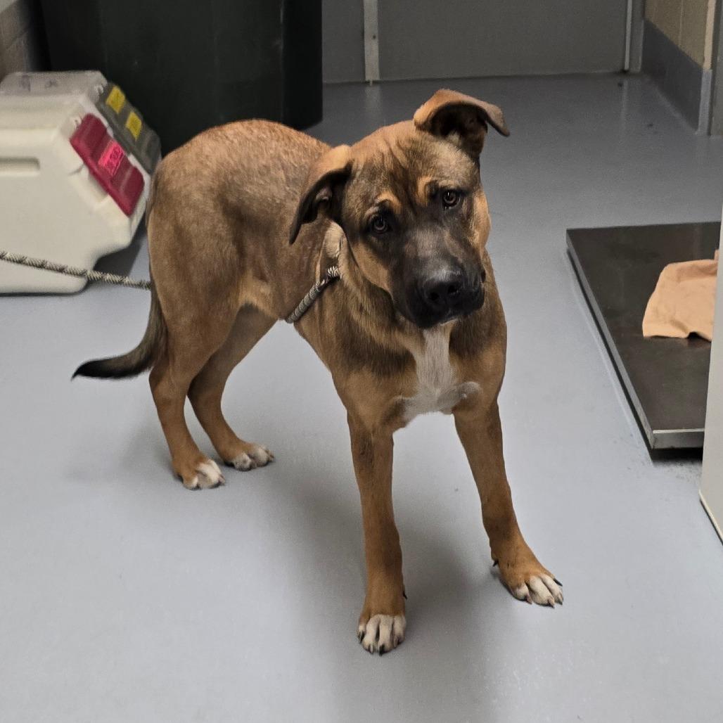 Dasher, a Adoptable mixed breed in Colorado Springs, CO image 2/3