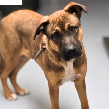 Dasher, a Adoptable mixed breed in Colorado Springs, CO image 3/3