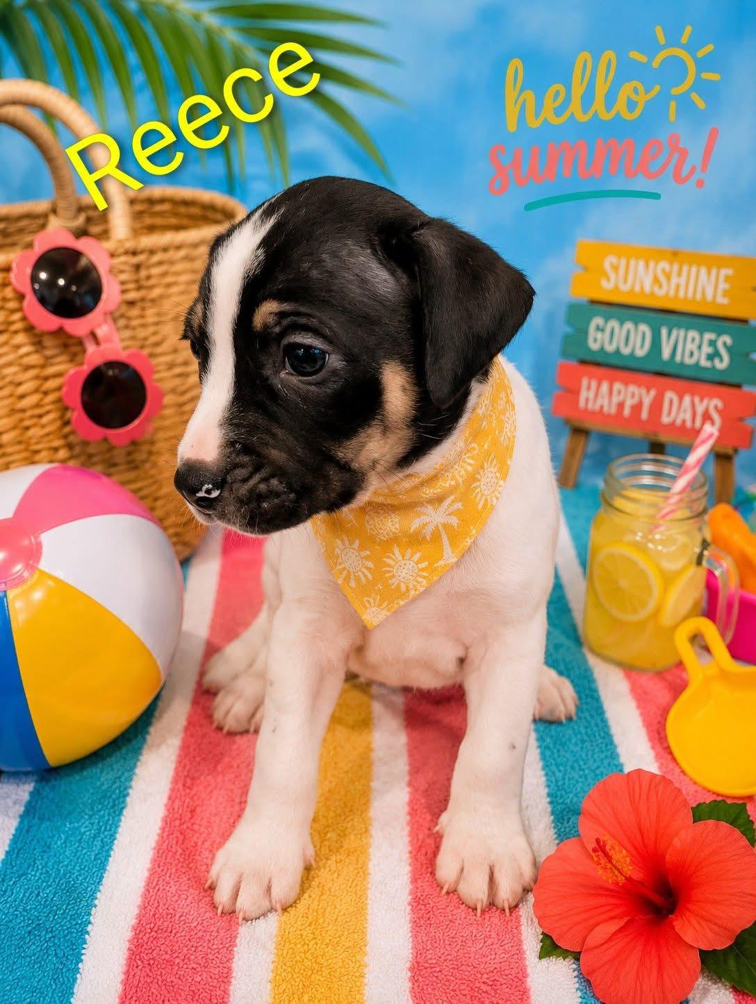 Enlarge Reese, a Adoptable mixed breed in Walker, LA image 2/4