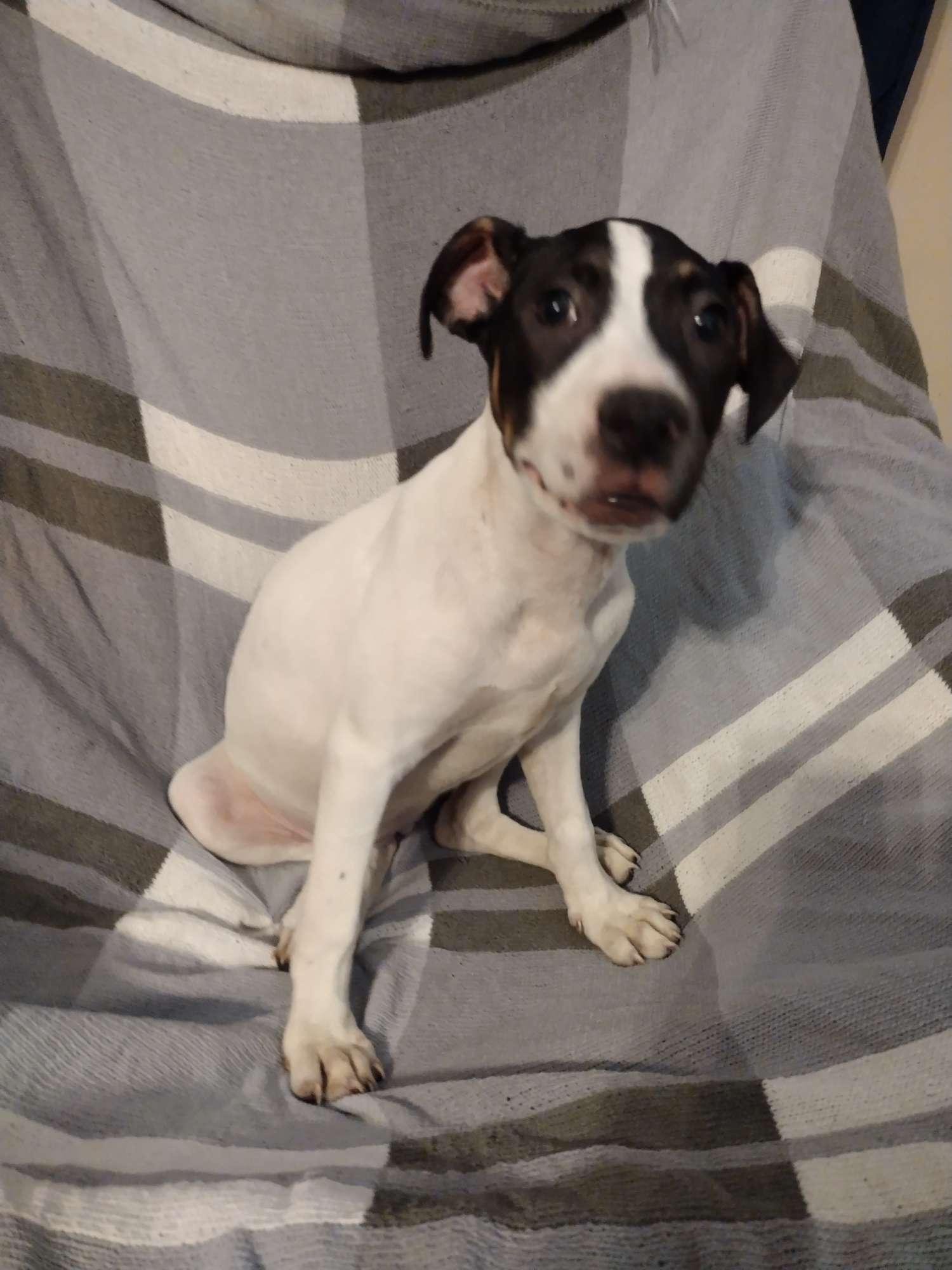 Reese, Adoptable, Puppy Female Terrier & Labrador Retriever.