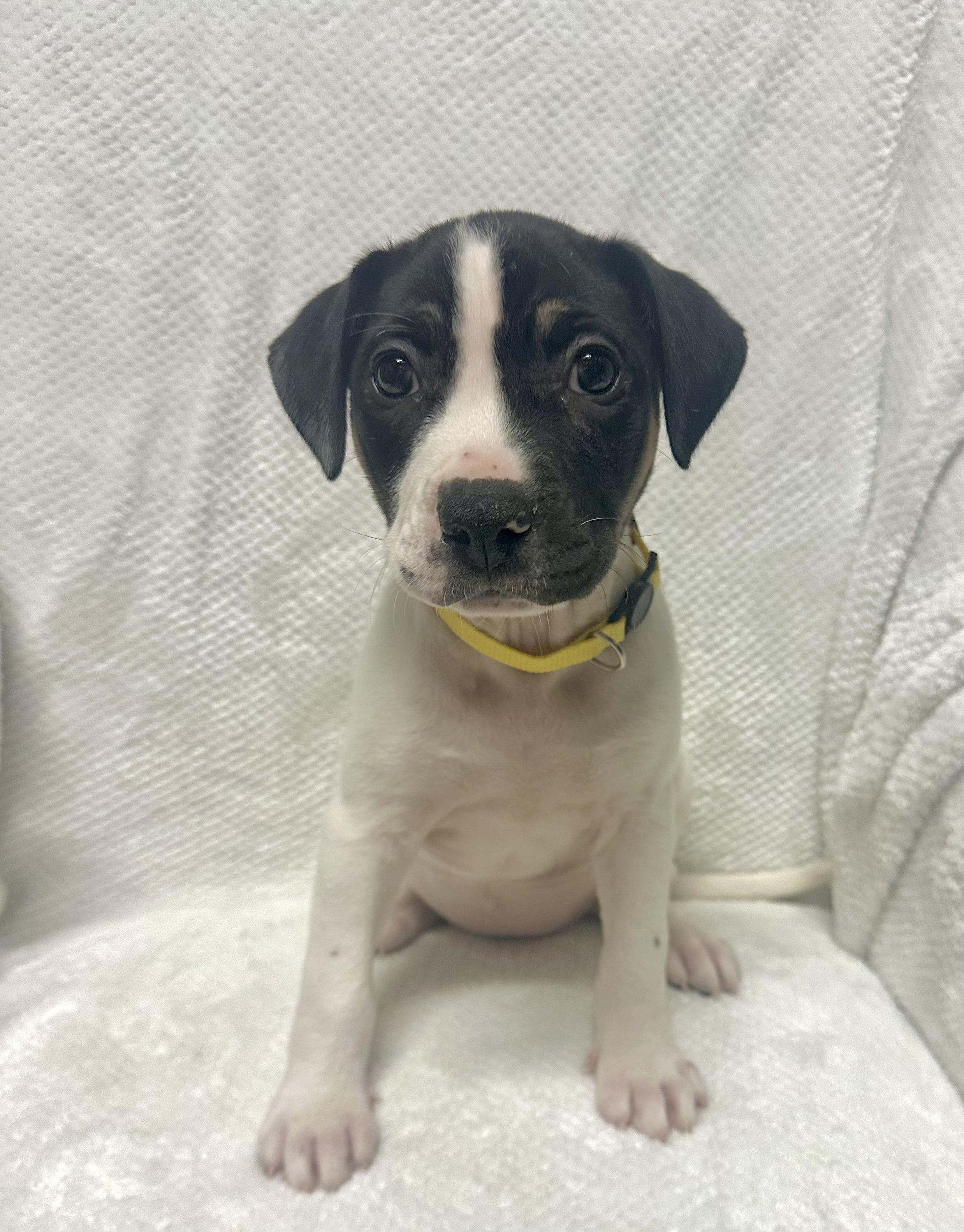 Enlarge Reese, a Adoptable mixed breed in Walker, LA image 3/4