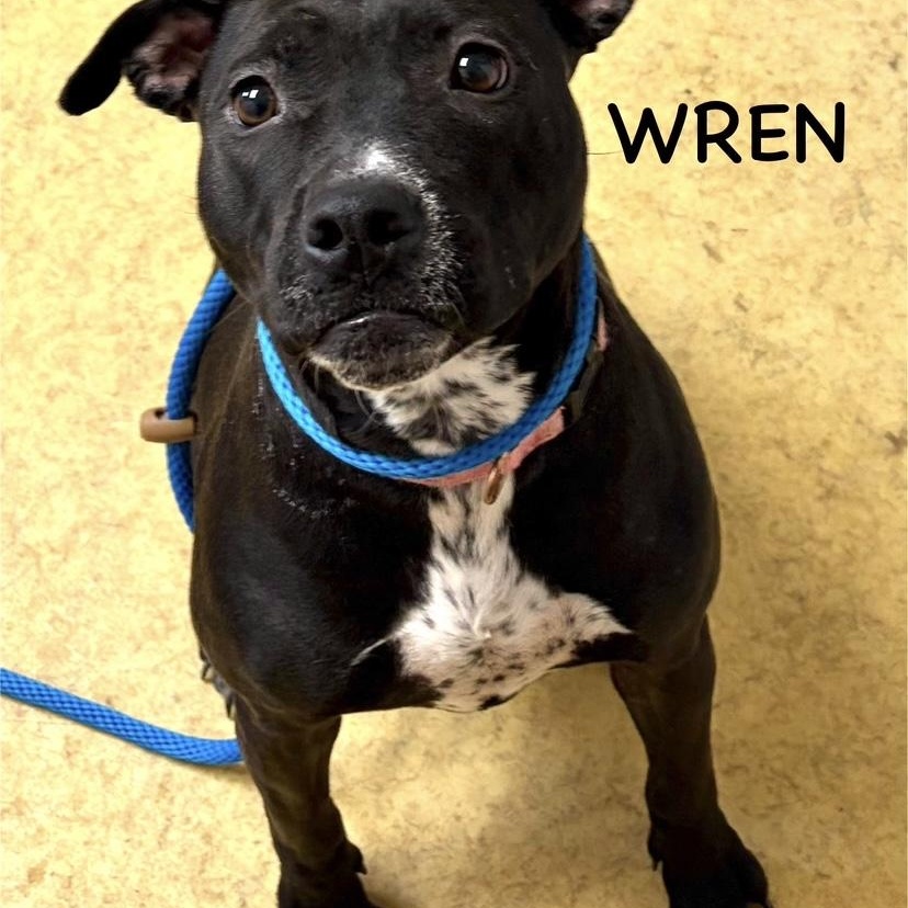 Enlarge WREN, a ADOPTABLE mixed breed in Bowling Green, OH image 2/5