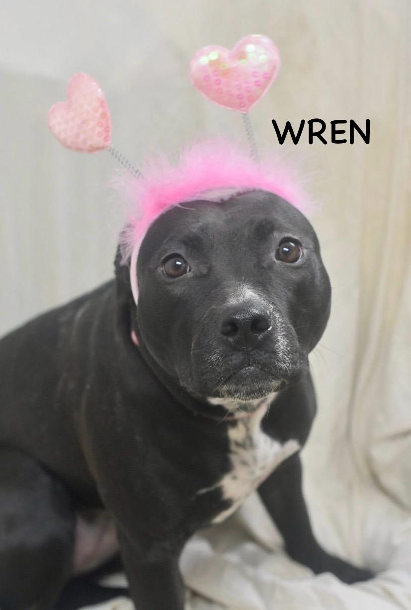 Enlarge WREN, a ADOPTABLE mixed breed in Bowling Green, OH image 3/5