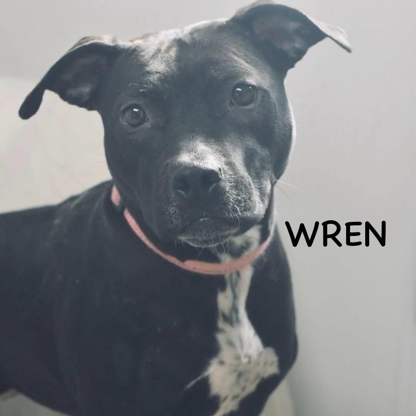 Enlarge WREN, a ADOPTABLE mixed breed in Bowling Green, OH image 1/5