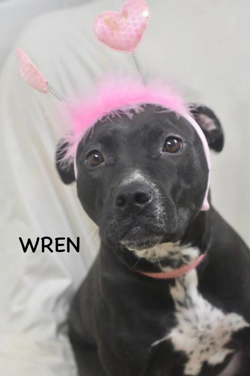 Enlarge WREN, a ADOPTABLE mixed breed in Bowling Green, OH image 4/5