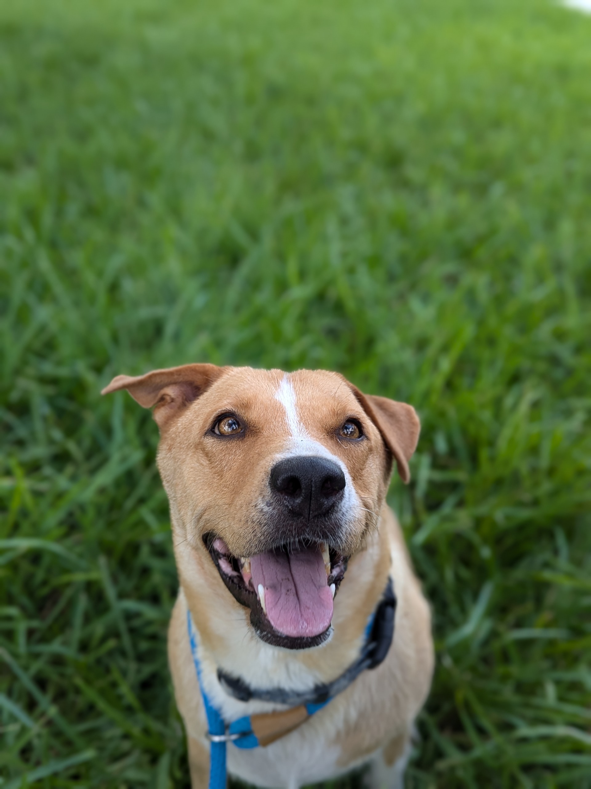 Velma, an adoptable Labrador Retriever, Siberian Husky in Harlingen, TX, 78550 | Photo Image 4