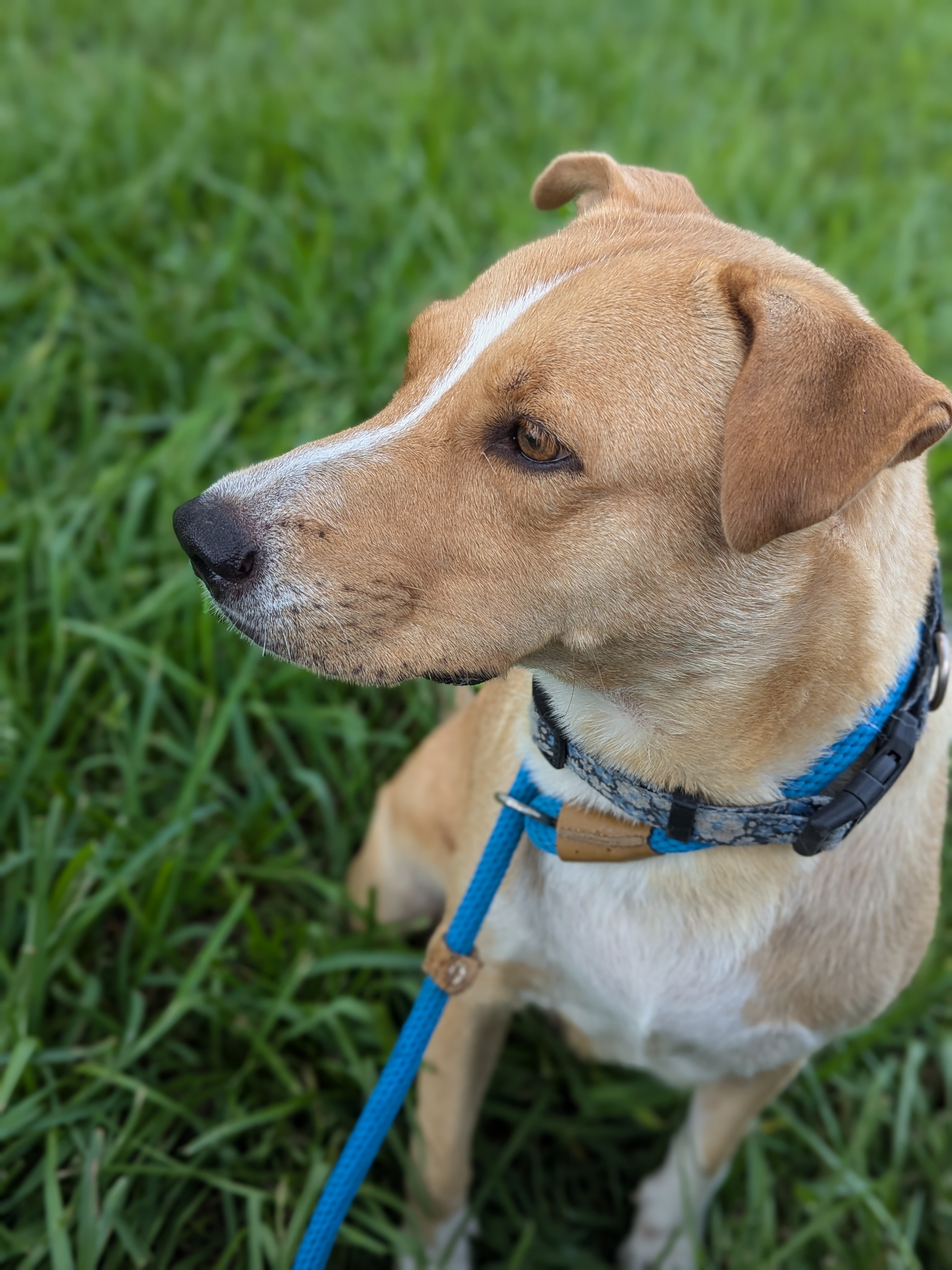 Velma, an adoptable Labrador Retriever, Siberian Husky in Harlingen, TX, 78550 | Photo Image 2