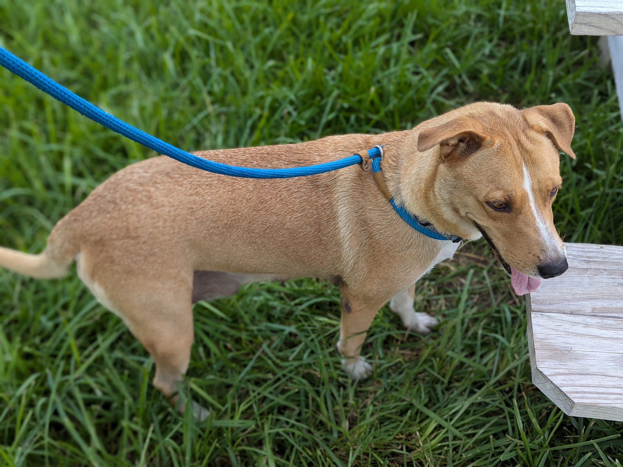 Velma, an adoptable Labrador Retriever, Siberian Husky in Harlingen, TX, 78550 | Photo Image 5