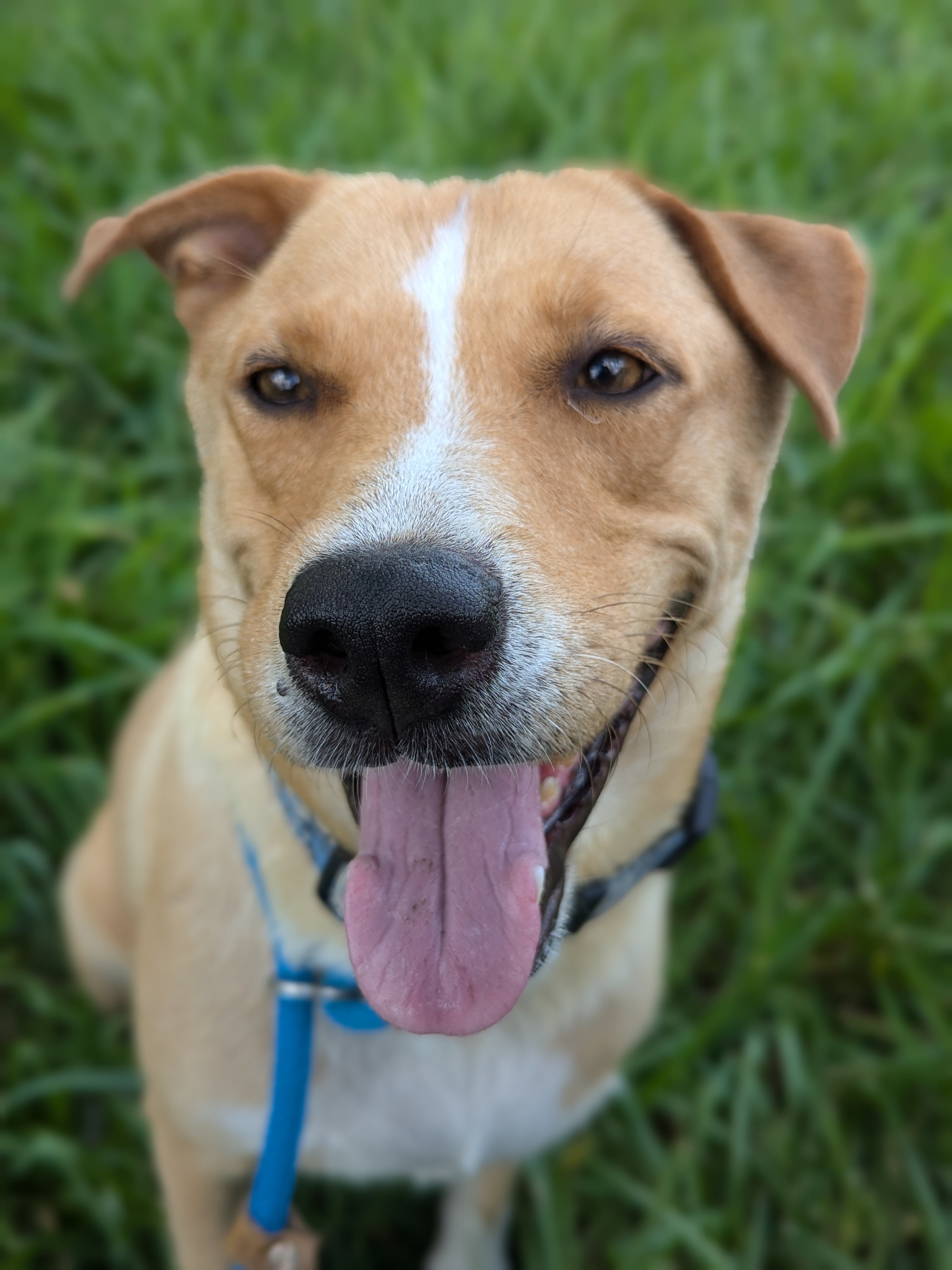 Velma, an adoptable Labrador Retriever, Siberian Husky in Harlingen, TX, 78550 | Photo Image 3
