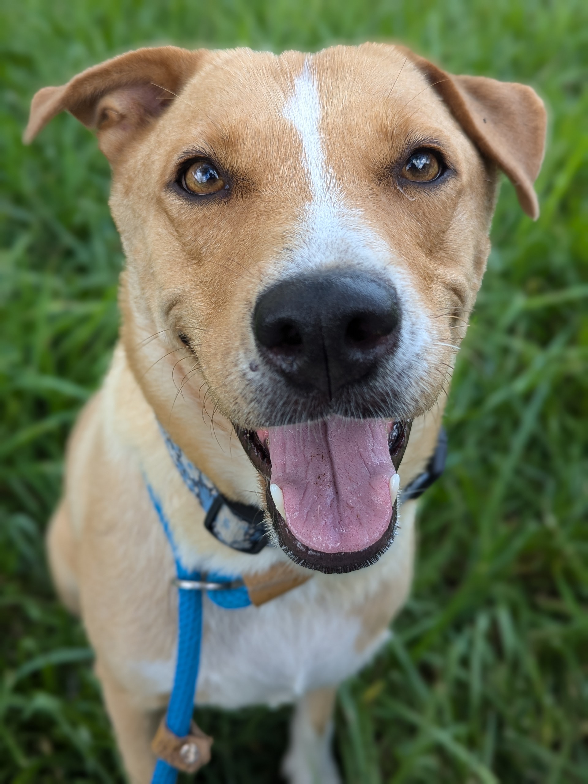 Velma, Adult Female Labrador Retriever