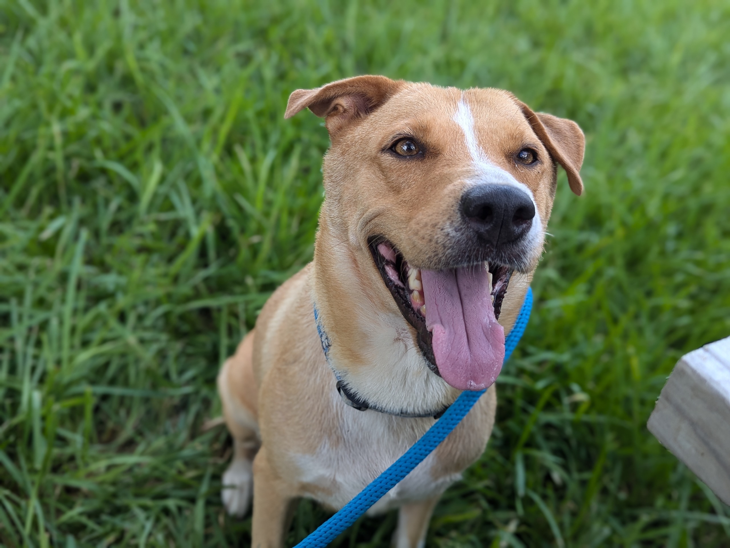 Velma, an adoptable Labrador Retriever, Siberian Husky in Harlingen, TX, 78550 | Photo Image 6