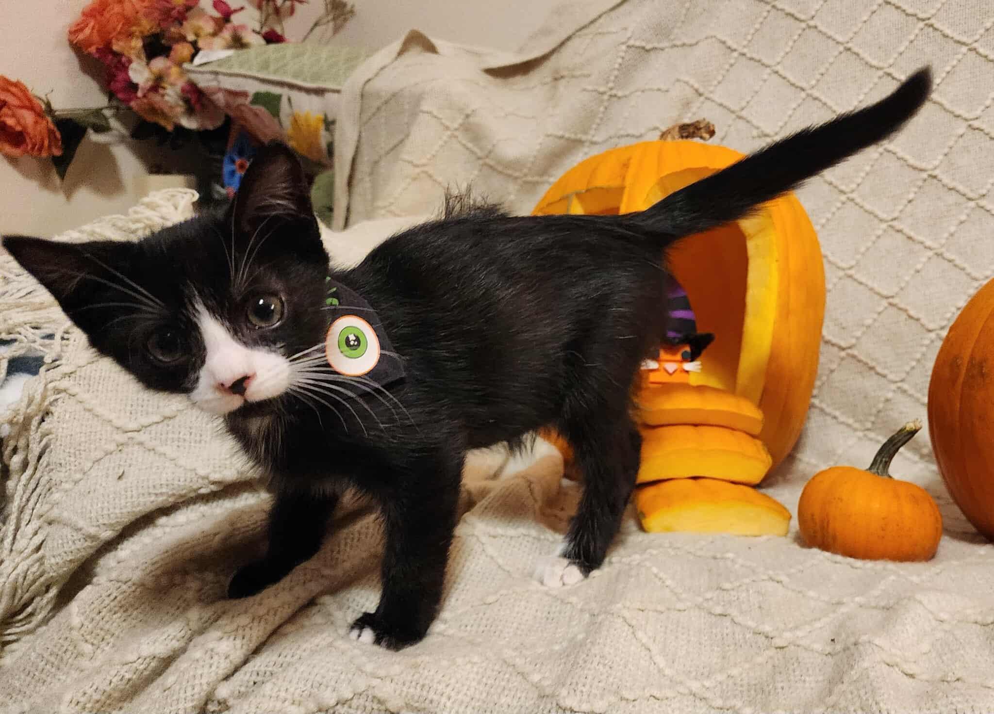 Yoda, adopted, Kitten Male Domestic Short Hair.