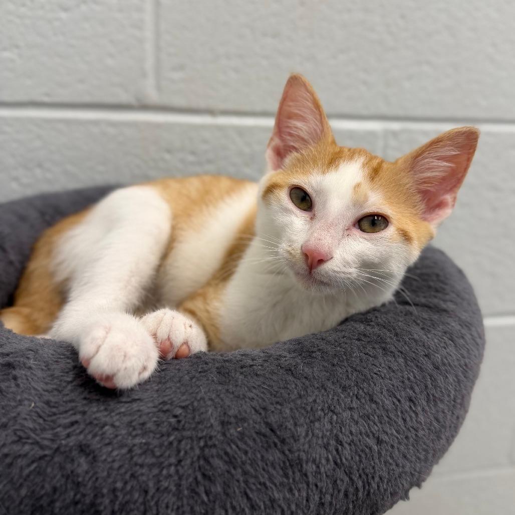 Cruze, a Adoptable Domestic Short Hair in Marshall, VA image 1/3