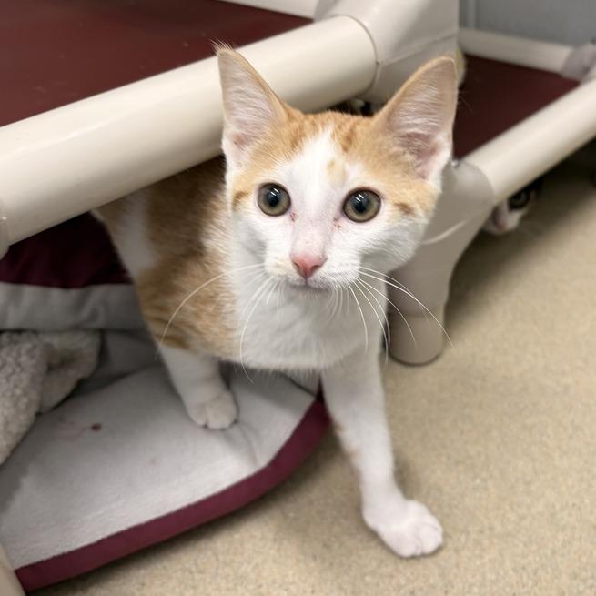 Cruze, a Adoptable Domestic Short Hair in Marshall, VA image 2/3