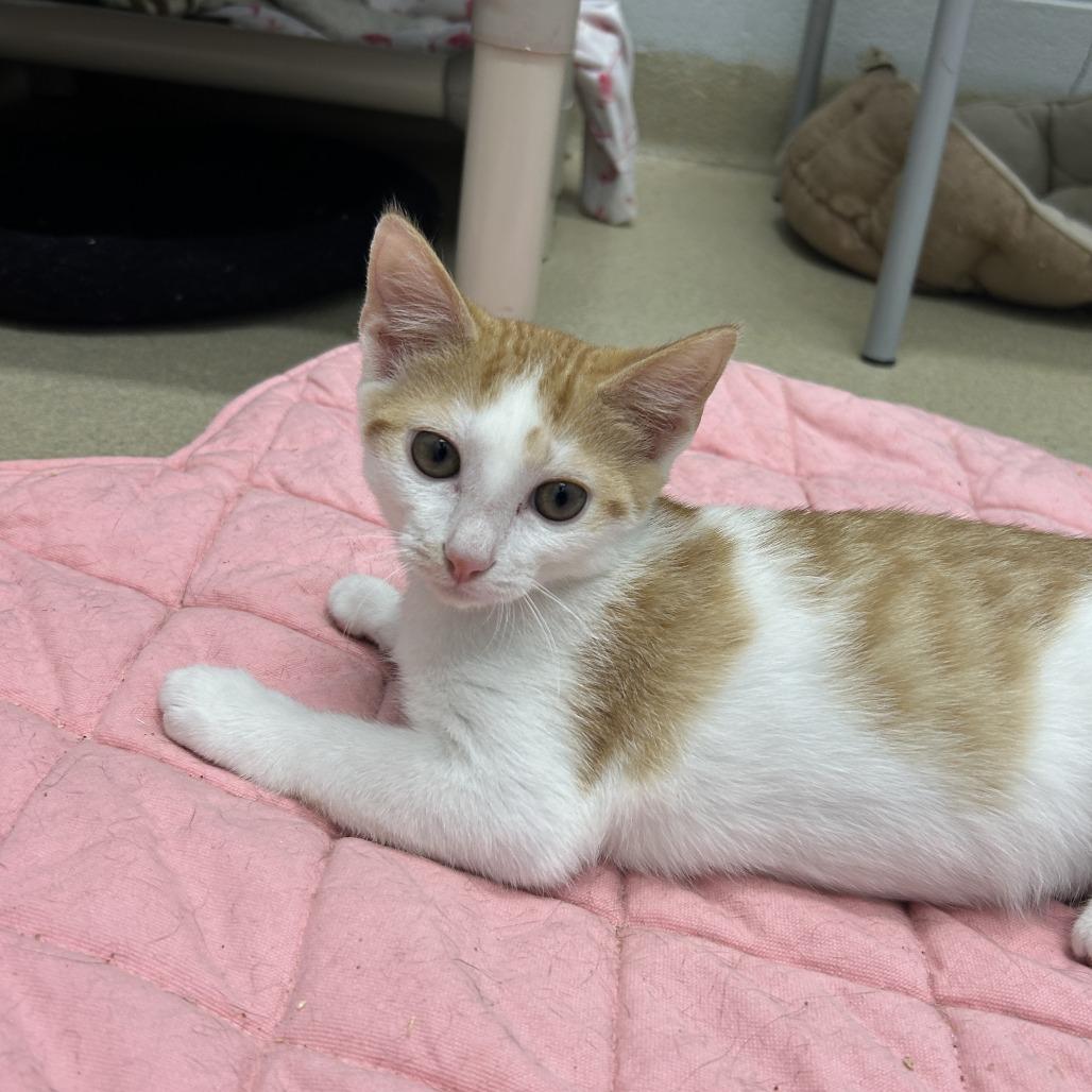 Cruze, a Adoptable Domestic Short Hair in Marshall, VA image 3/3