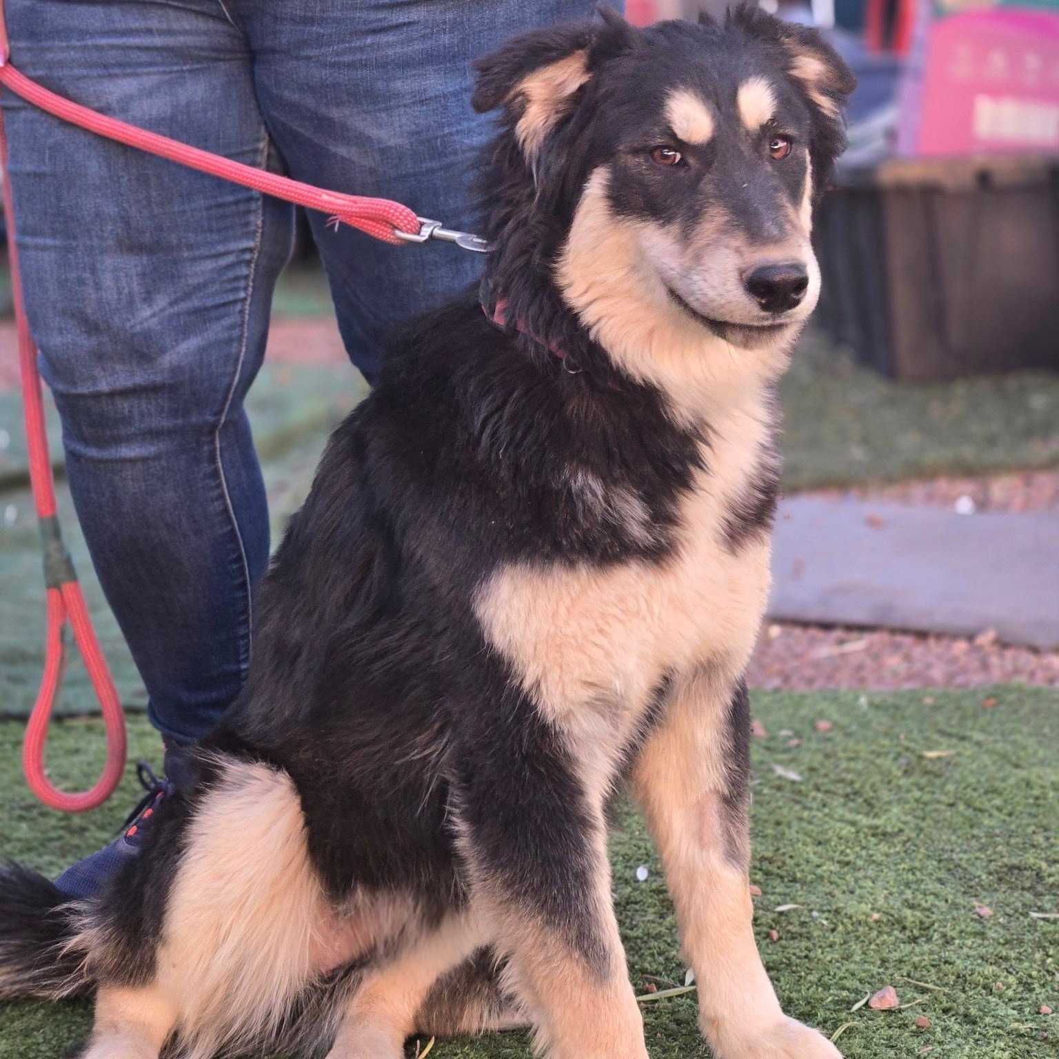 Enlarge Rubble, a Adoptable mixed breed in Tempe, AZ image 1/3