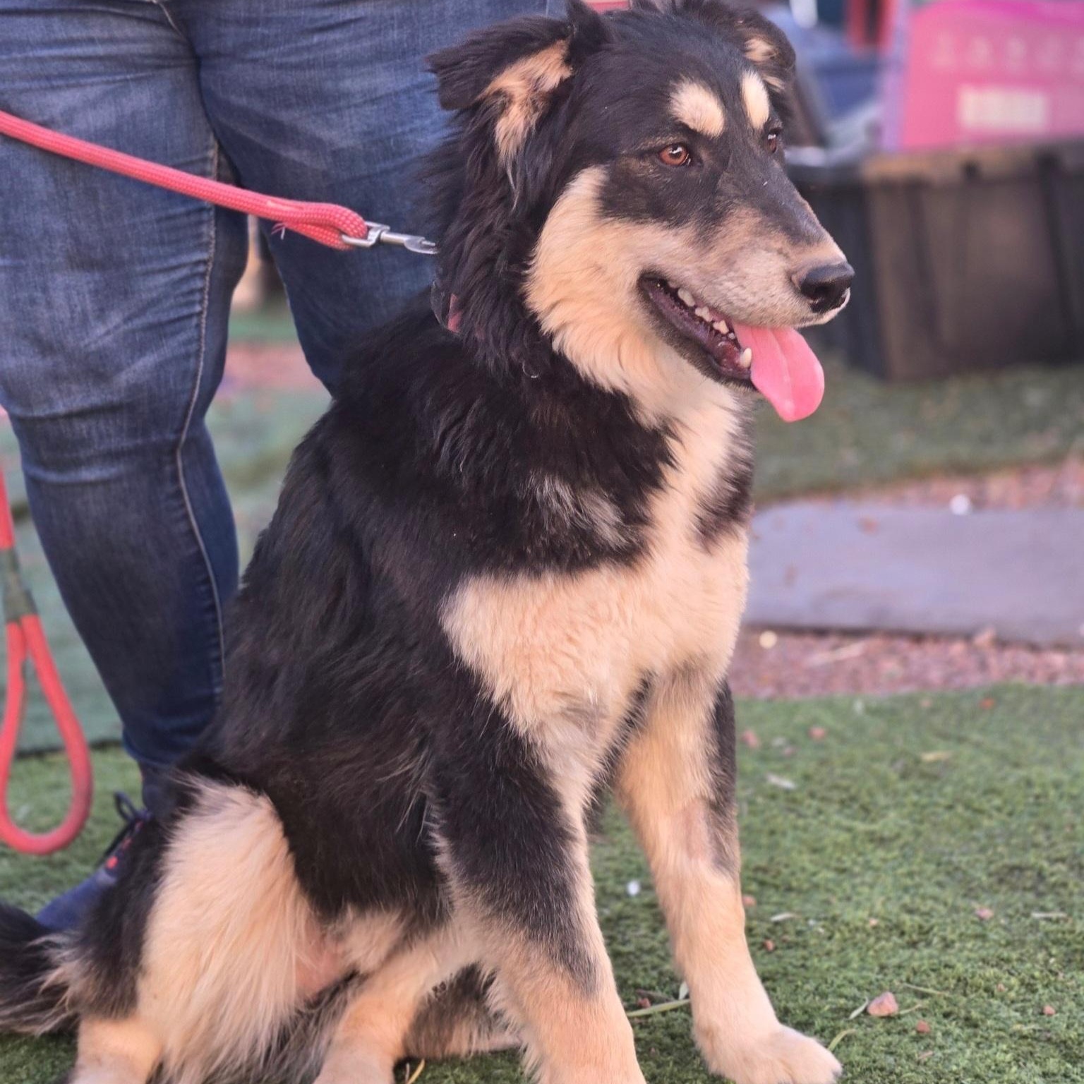 Enlarge Rubble, a Adoptable mixed breed in Tempe, AZ image 3/3